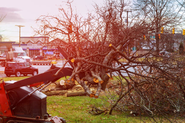 How Our Tree Care Process Works  in  Bystrom, CA