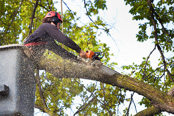 Bystrom, CA Tree Services Company